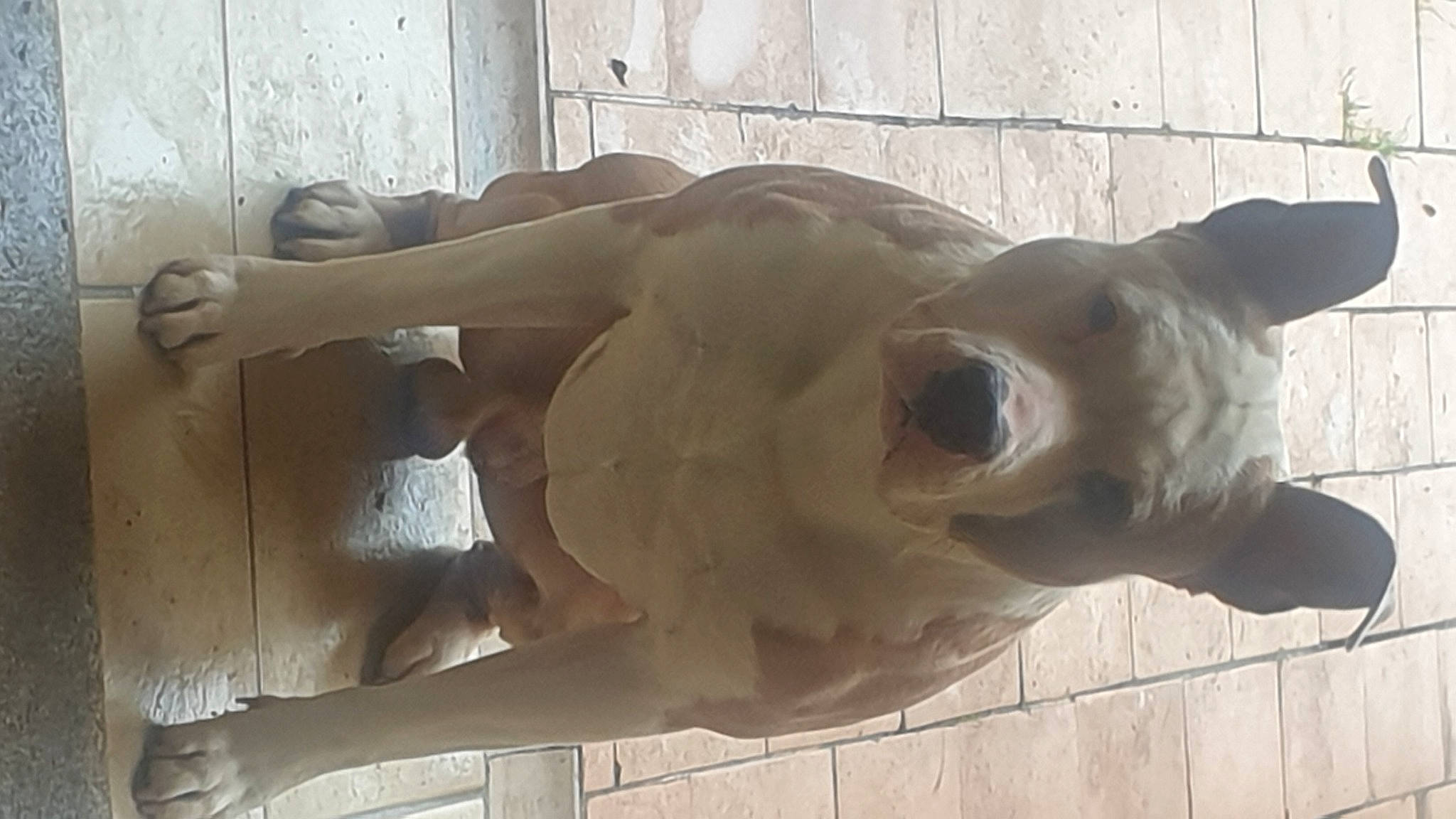 Leeroy participe au concours pour gagner de l'argent avec cette photo : ancient_history, art, artifact, bone, building, carving, chainsaw_carving, classical_sculpture, fawn, gargoyle, jaw, monument, nonbuilding_structure, sculpture, skeleton, snout, statue, visual_arts, wood, working_animal