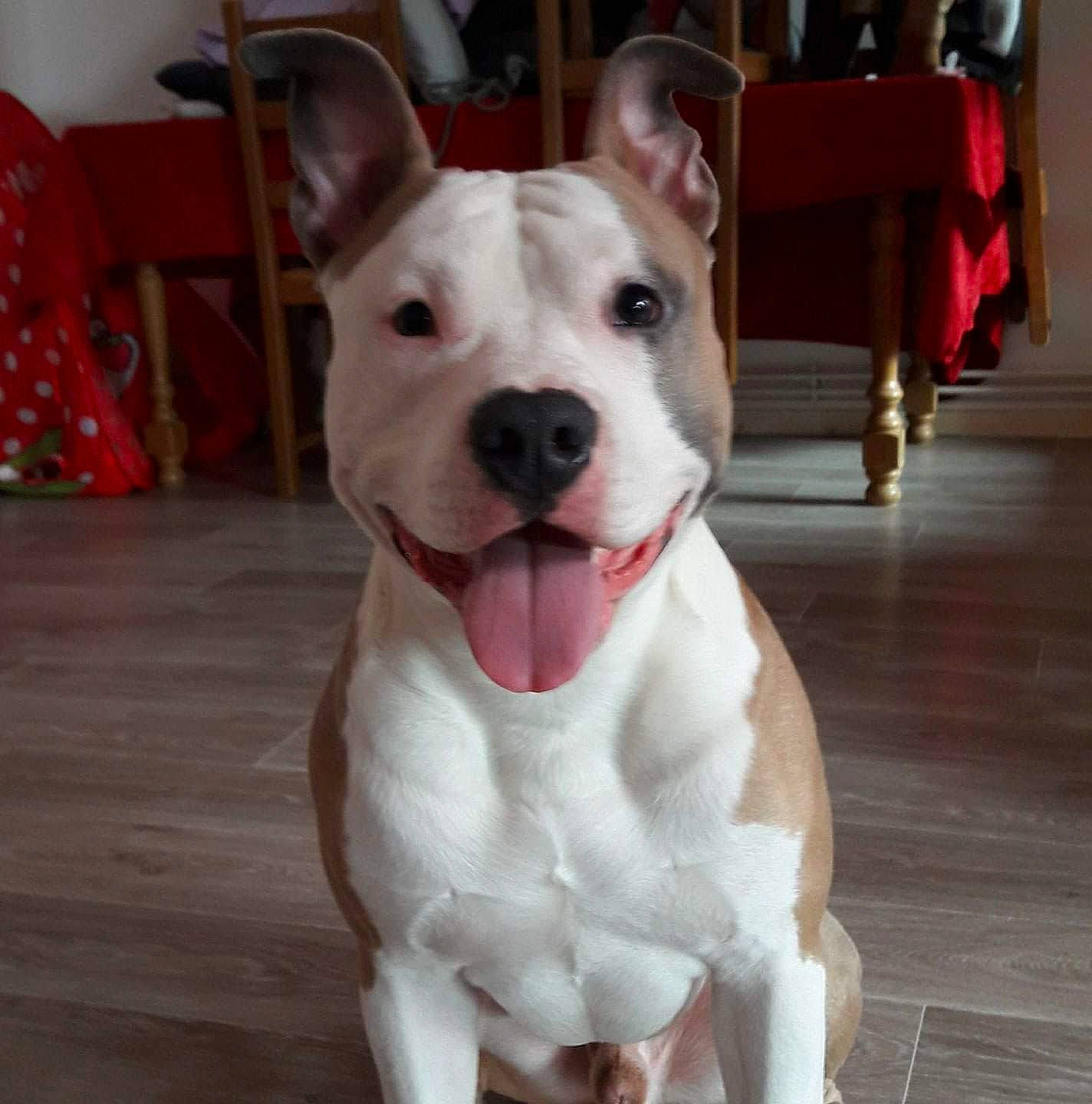 Leeroy participe au concours pour gagner de l'argent avec cette photo : canidae, carnivore, collar, companion_dog, dog, dog_breed, dog_collar, ear, fawn, flooring, hardwood, jaw, metal, old_english_terrier, snout, sporting_group, tail, whiskers, wood, working_animal