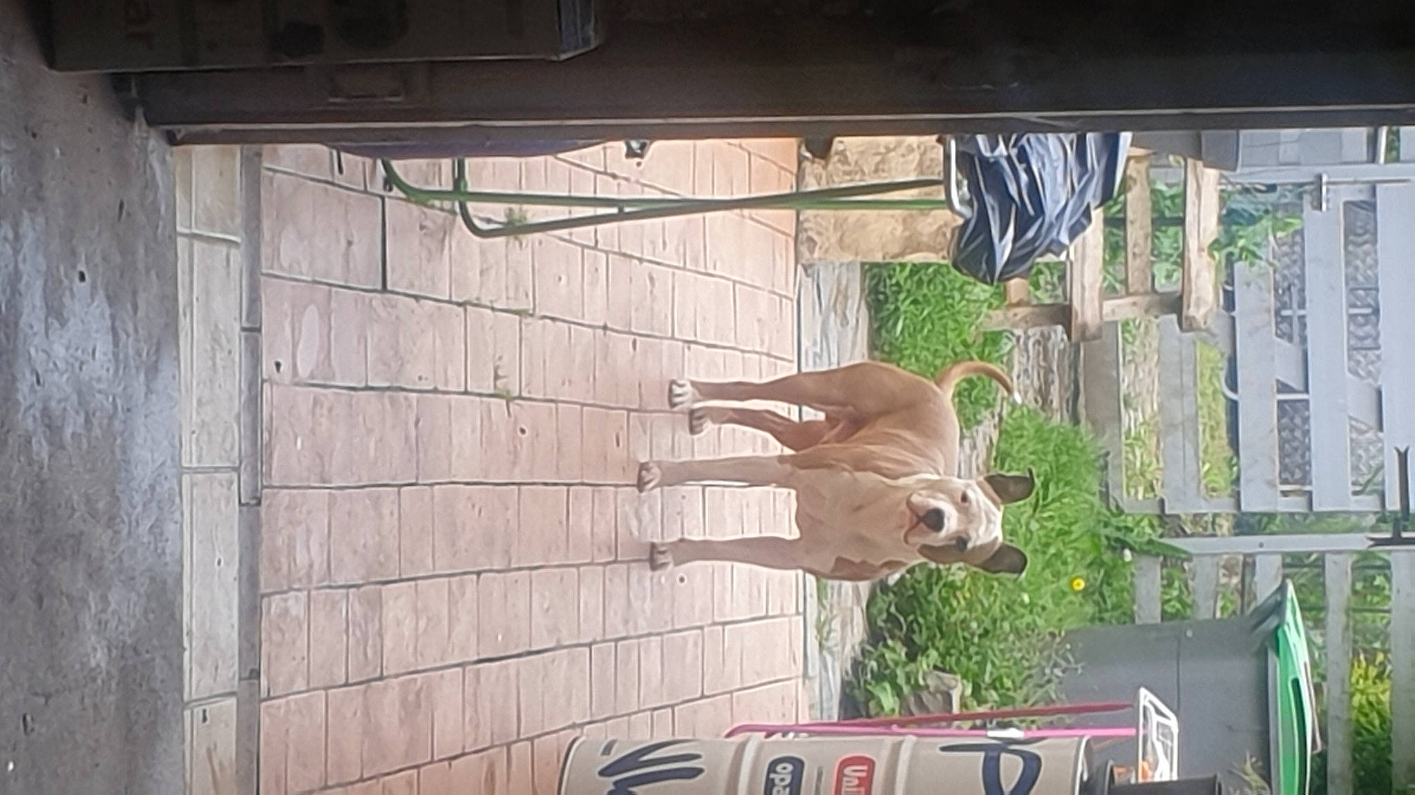 Leeroy a rejoint le concours — aidez-le/la à gagner de superbes lots ! advertising, art, brickwork, building, facade, fawn, hardwood, house, motor_vehicle, plant, tree, visual_arts, window, wood