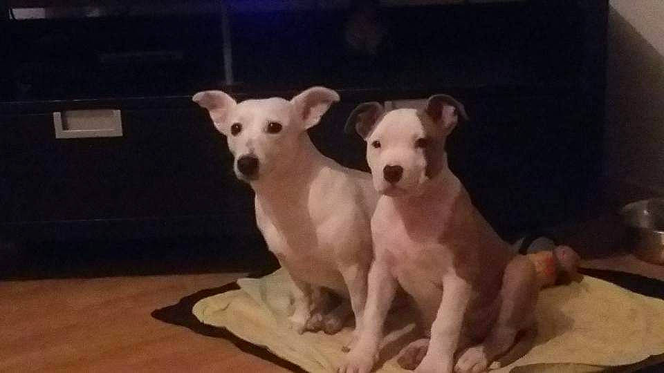 Leeroy participe au concours pour gagner de l'argent avec cette photo : ancient_dog_breeds, canidae, carnivore, companion_dog, dog, dog_breed, dog_supply, fawn, non_sporting_group, paw, pet_supply, puppy, snout, sporting_group, tail, terrestrial_animal, toy, toy_dog, wood, working_animal