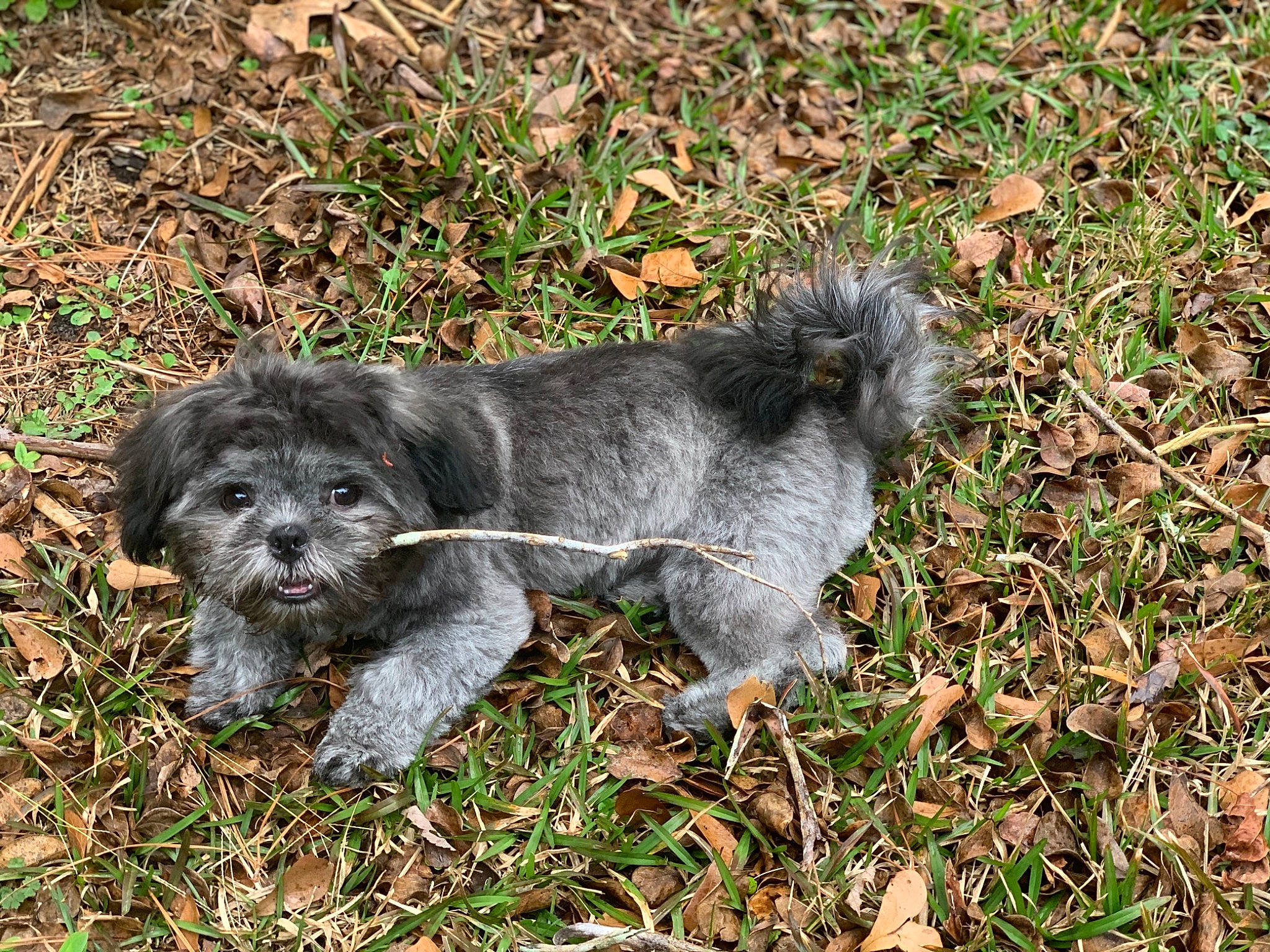 Cash-jones joined the competition — help win amazing prizes! bolonka, canidae, carnivore, dog, dog_breed, glen_of_imaal_terrier, mammal, puppy, rare_breed_dog, schnoodle, sporting_group, terrier, vertebrate, wirehaired_pointing_griffon