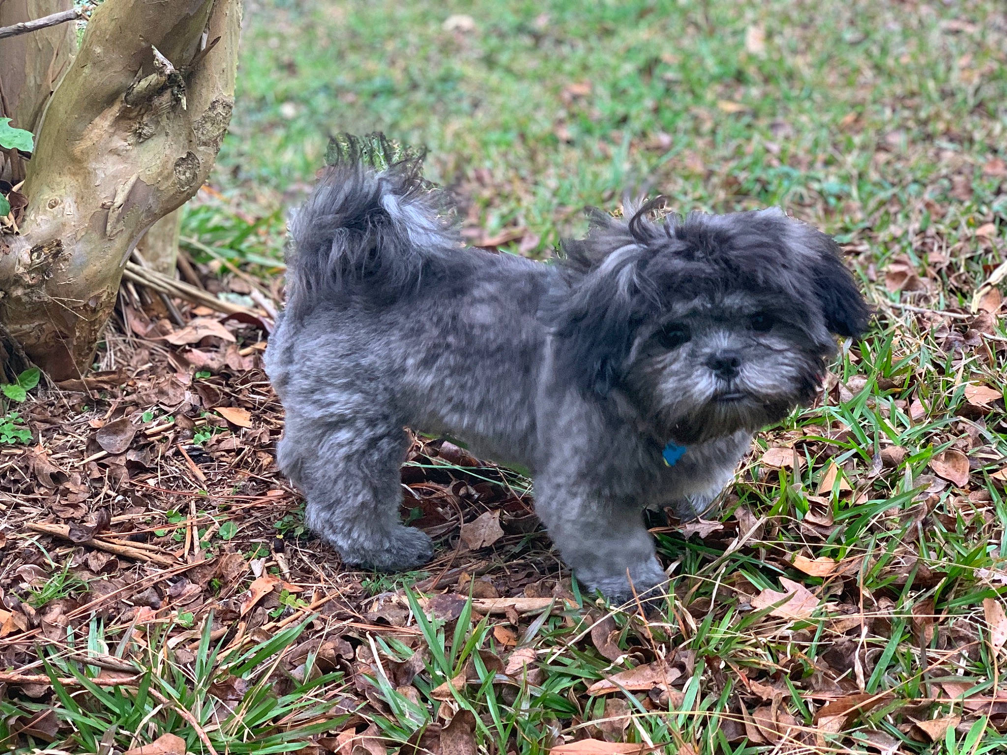 Cash-jones joined the competition — help win amazing prizes! affenpinscher, bolonka, canidae, carnivore, dog, dog_breed, glen_of_imaal_terrier, grass, havanese, lhasa_apso, maltepoo, mammal, poodle_crossbreed, pumi, puppy, rare_breed_dog, schnoodle, sporting_group, terrier, vertebrate