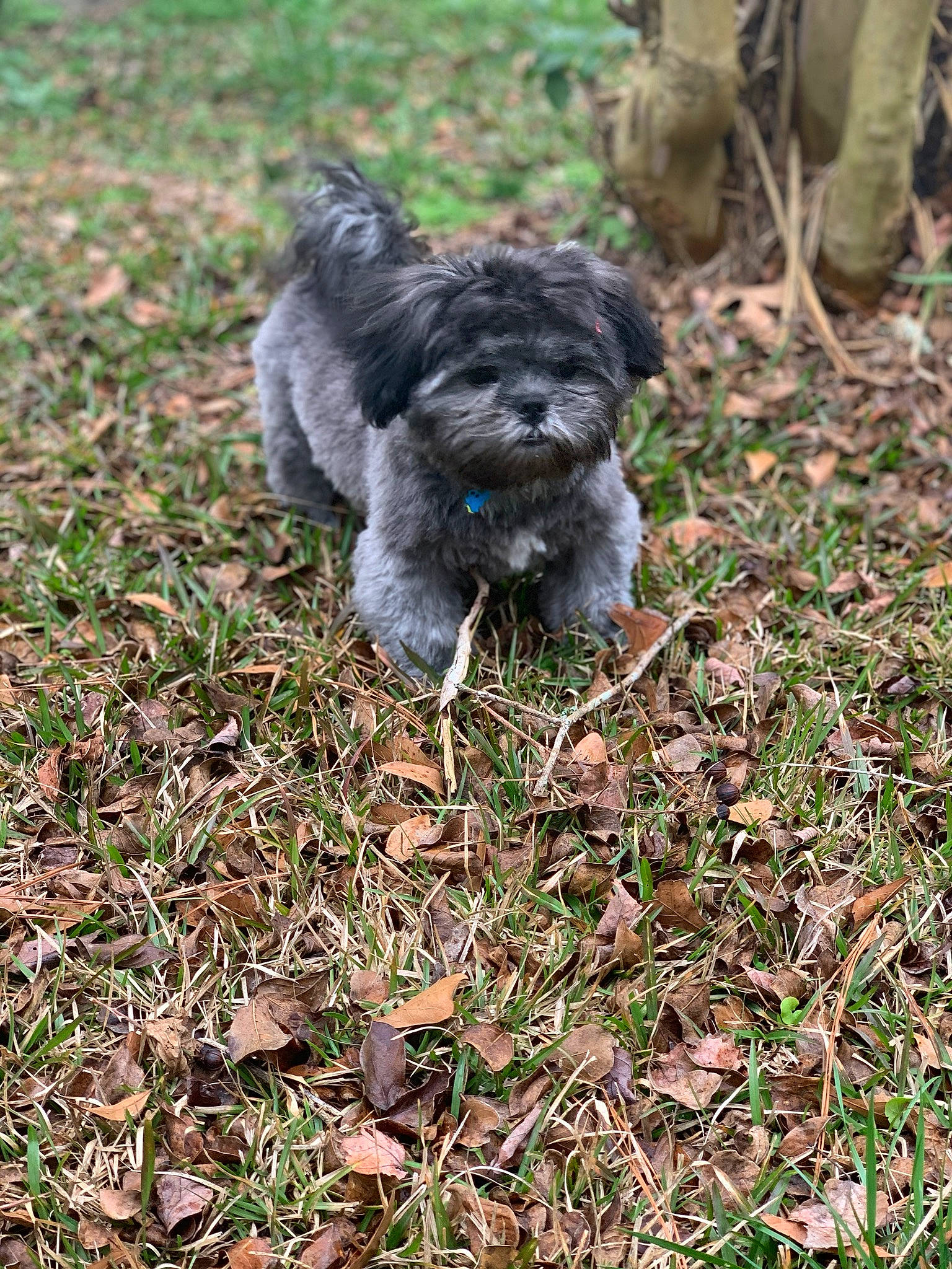 Cash-jones joined the competition — help win amazing prizes! affenpinscher, bolonka, canidae, carnivore, cockapoo, dog, dog_breed, grass, havanese, mammal, miniature_poodle, non_sporting_group, poodle_crossbreed, puppy, rare_breed_dog, schnoodle, shih_poo, sporting_group, toy_poodle, vertebrate