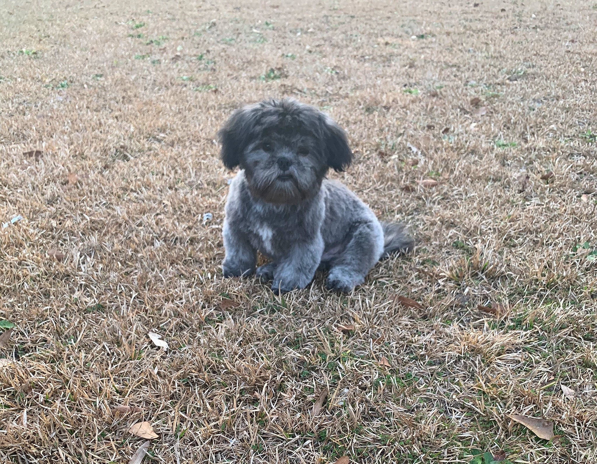 Cash-jones joined the competition — help win amazing prizes! bolonka, canidae, carnivore, cockapoo, dog, dog_breed, grass, havanese, lagotto_romagnolo, mammal, miniature_poodle, poodle_crossbreed, puppy, rare_breed_dog, schnoodle, shih_poo, spanish_water_dog, sporting_group, toy_poodle, vertebrate