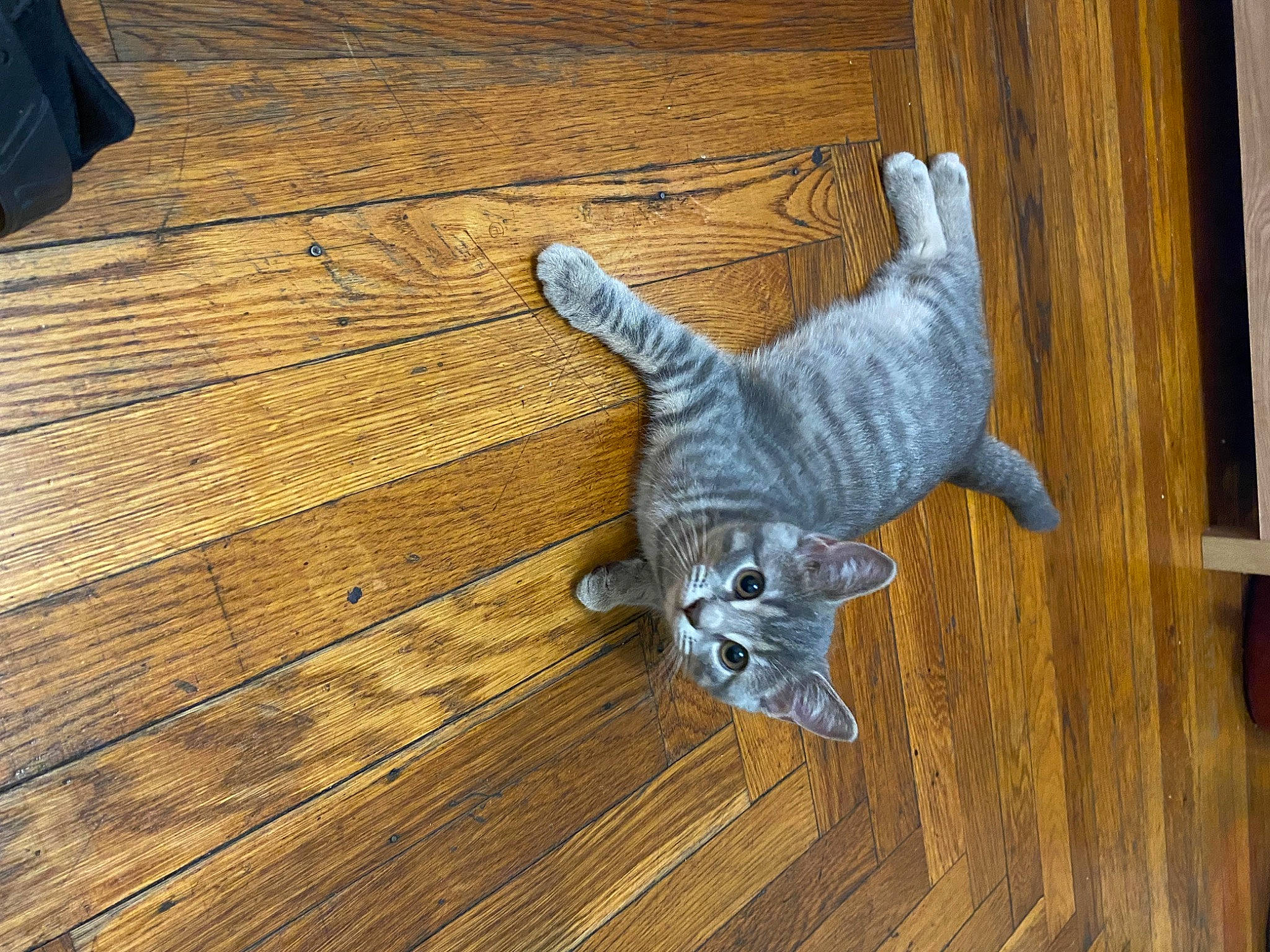 Cuddles is registered to the contest to win money with this photo: carnivore, claw, domestic_short_haired_cat, felidae, floor, flooring, fur, hardwood, laminate_flooring, pattern, plank, plywood, small_to_medium_sized_cats, tail, terrestrial_animal, varnish, whiskers, wood, wood_flooring, wood_stain