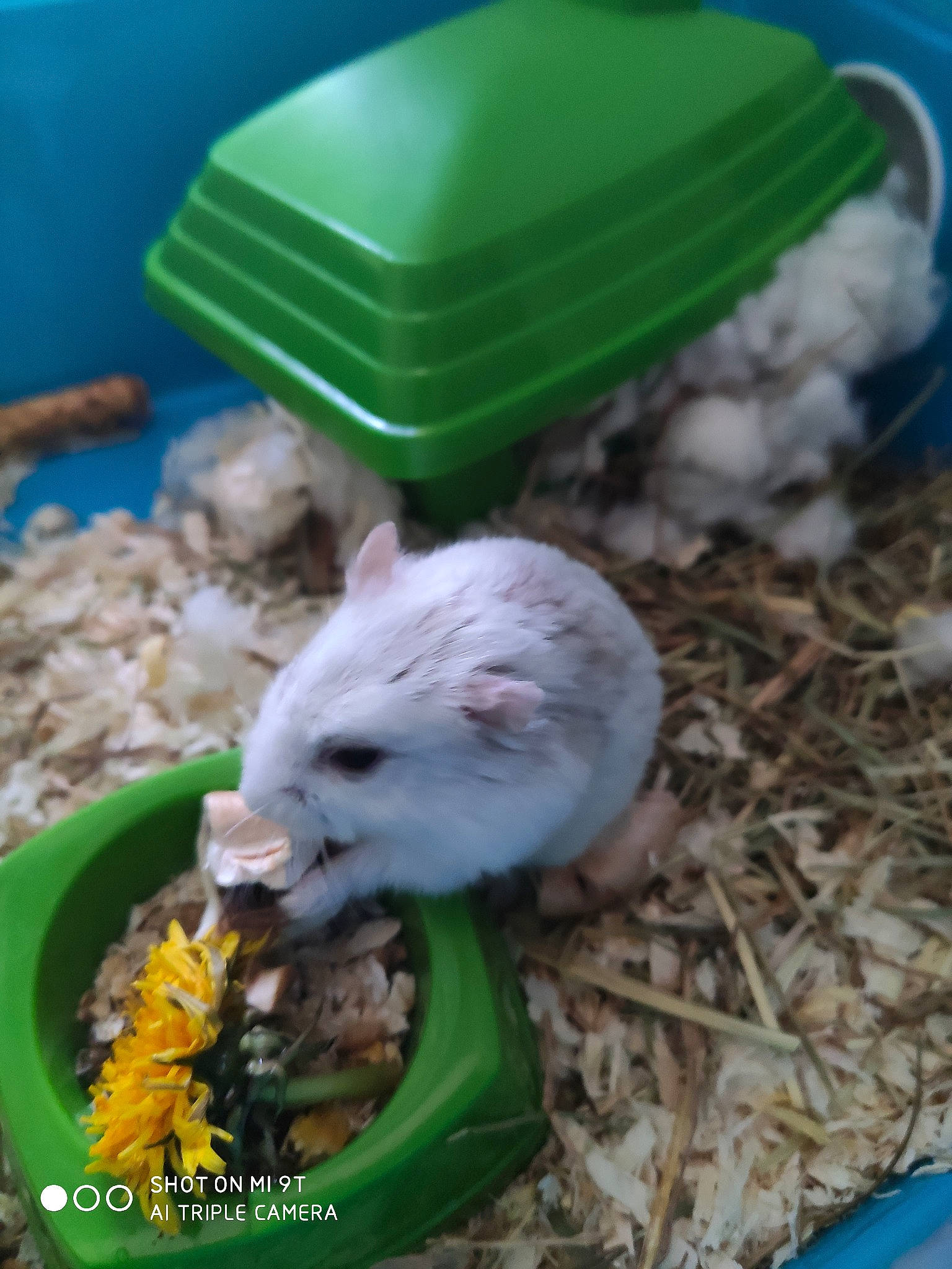 Coco participe au concours pour gagner de l'argent avec cette photo : comfort_food, gerbil, hamster, muridae, muroidea, rodent, small_animal_food