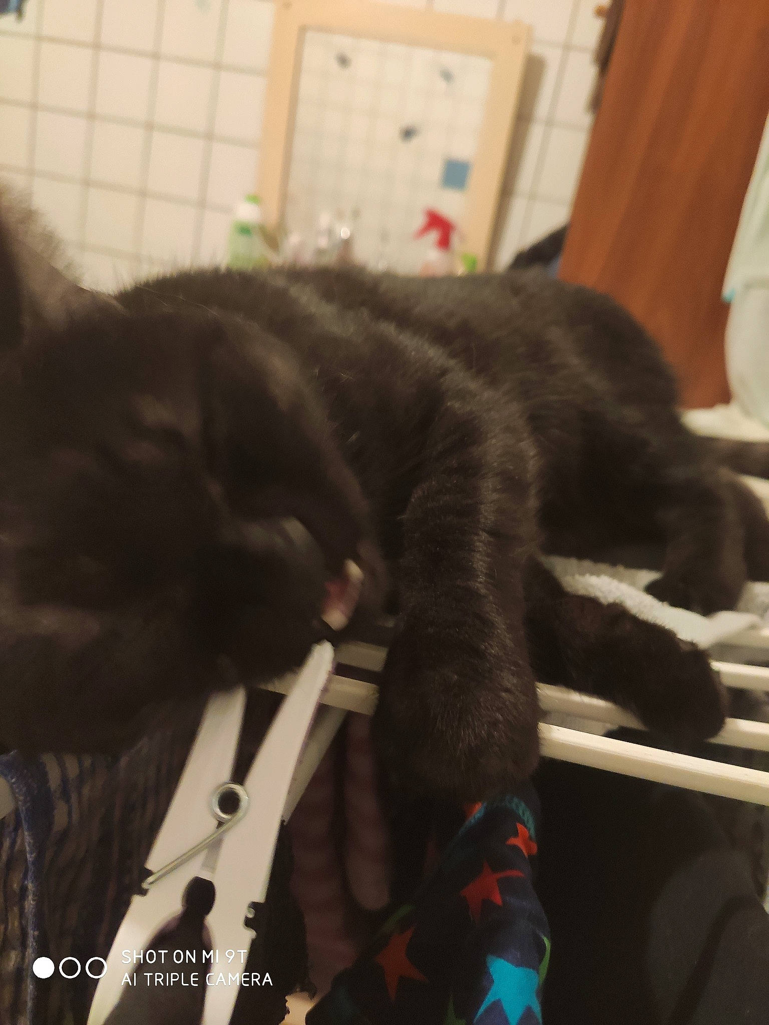 Chat Noir a rejoint le concours — aidez-le/la à gagner de superbes lots ! black_cat, canidae, carnivore, cat, domestic_short_haired_cat, ear, felidae, fur, kitten, russian_blue, small_to_medium_sized_cats, sporting_group, tail, whiskers