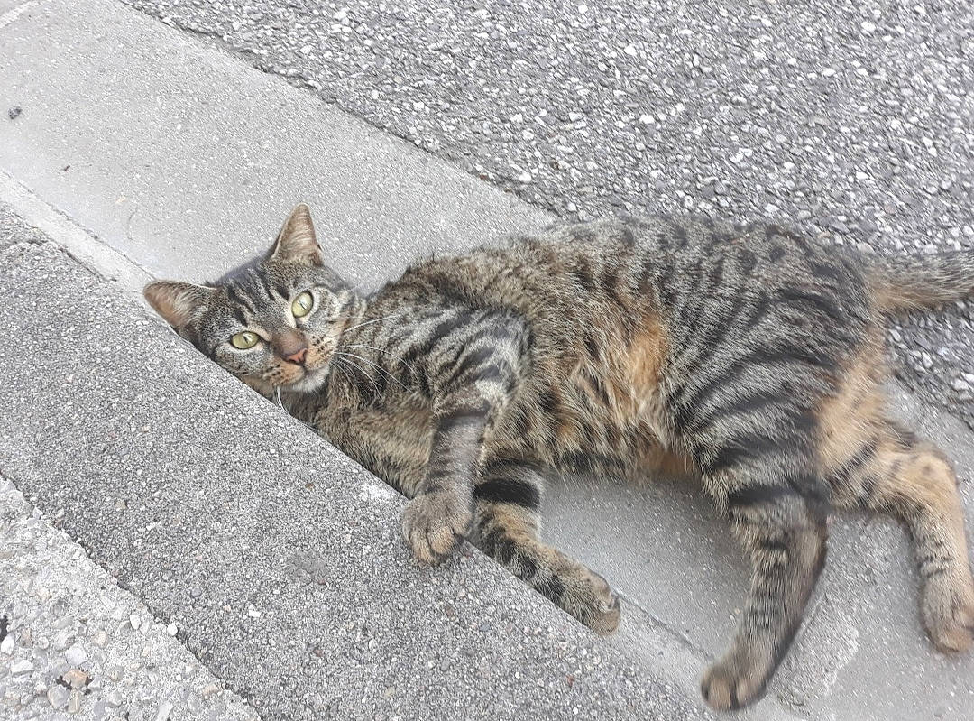 Tic Tac participe au concours pour gagner de l'argent avec cette photo : aegean_cat, arabian_mau, asian, bengal, california_spangled, carnivore, cat, domestic_short_haired_cat, dragon_li, european_shorthair, felidae, mammal, rusty_spotted_cat, small_to_medium_sized_cats, sokoke, tabby_cat, toyger, vertebrate, whiskers, wild_cat