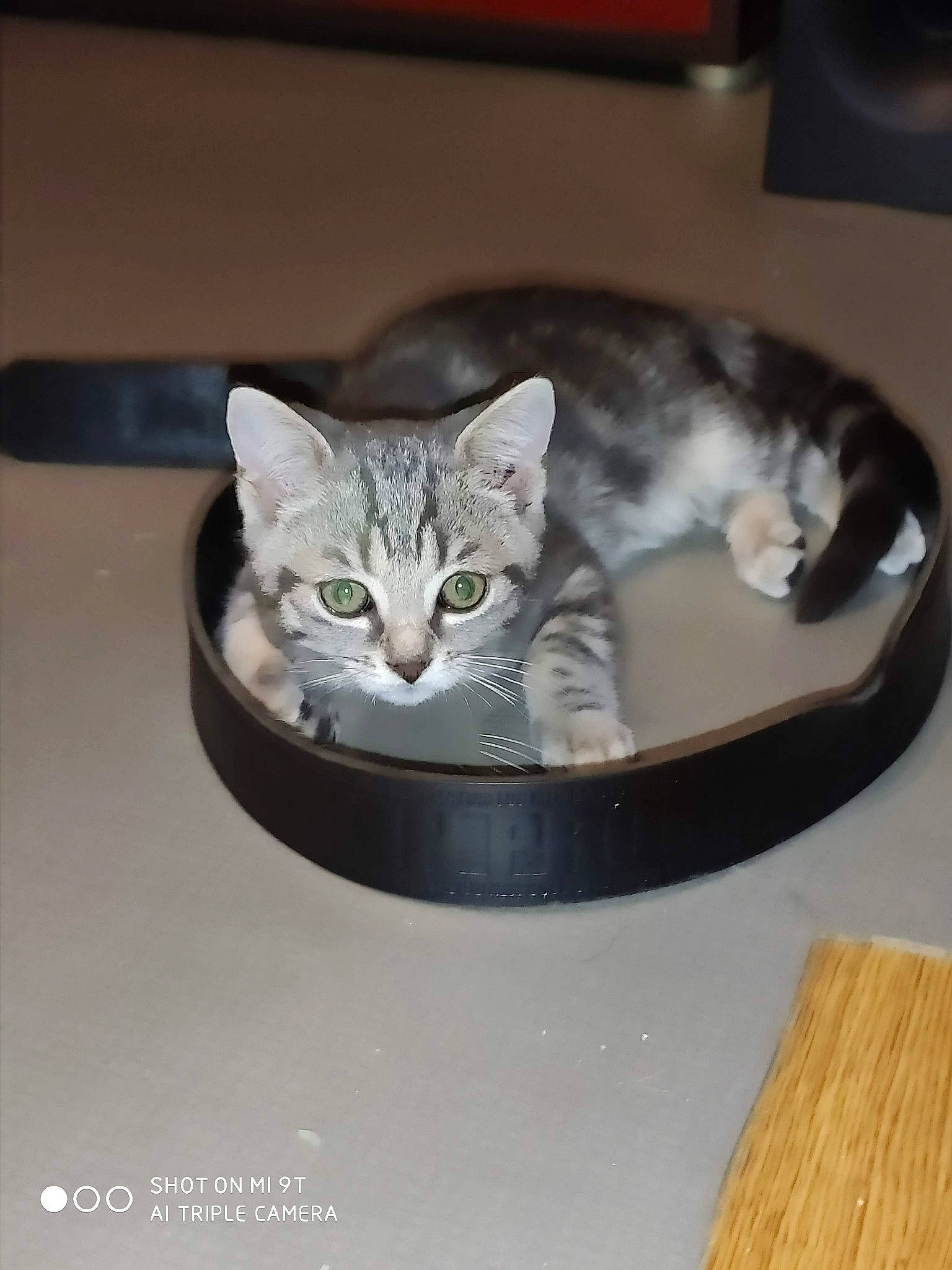 Mao a rejoint le concours — aidez-le/la à gagner de superbes lots ! american_shorthair, carnivore, cat, cat_bed, cat_supply, domestic_short_haired_cat, european_shorthair, felidae, kitten, small_to_medium_sized_cats, whiskers