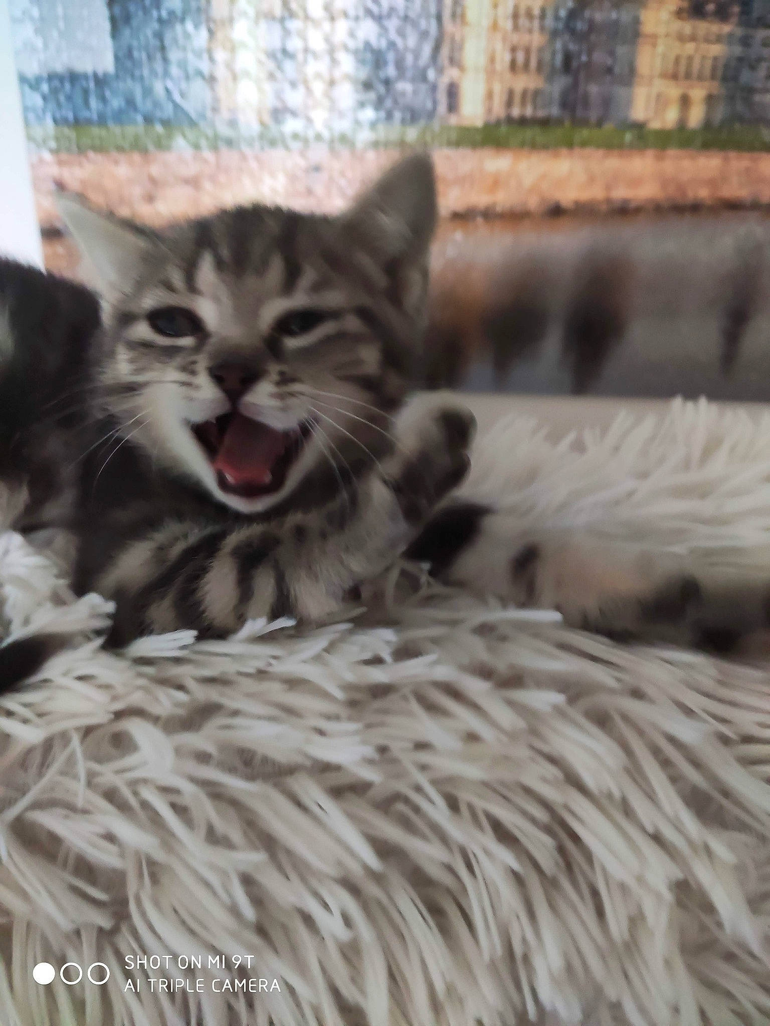 Mao a rejoint le concours — aidez-le/la à gagner de superbes lots ! american_shorthair, asian, carnivore, cat, domestic_short_haired_cat, dragon_li, european_shorthair, felidae, kitten, maine_coon, mammal, norwegian_forest_cat, pixie_bob, small_to_medium_sized_cats, tabby_cat, vertebrate, whiskers, wildlife