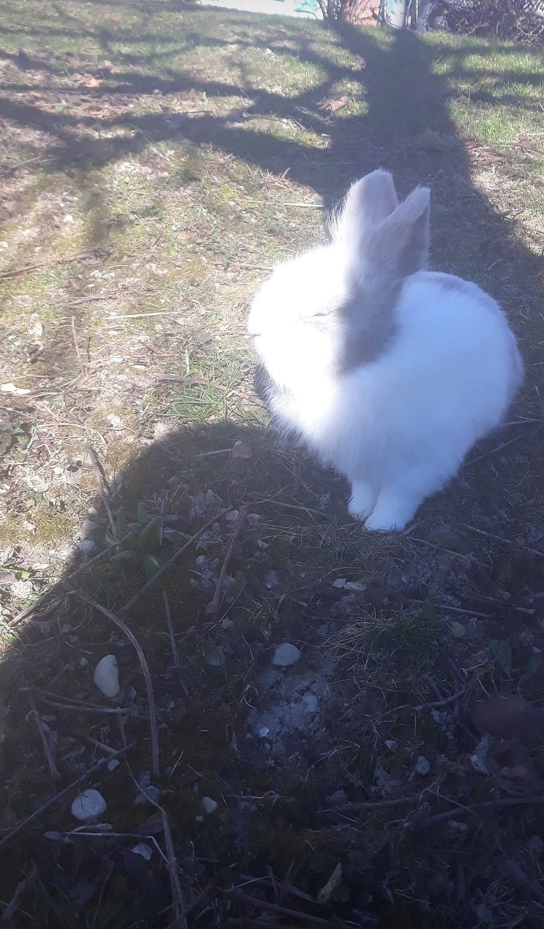 Pino a rejoint le concours — aidez-le/la à gagner de superbes lots ! domestic_rabbit, grass, tail