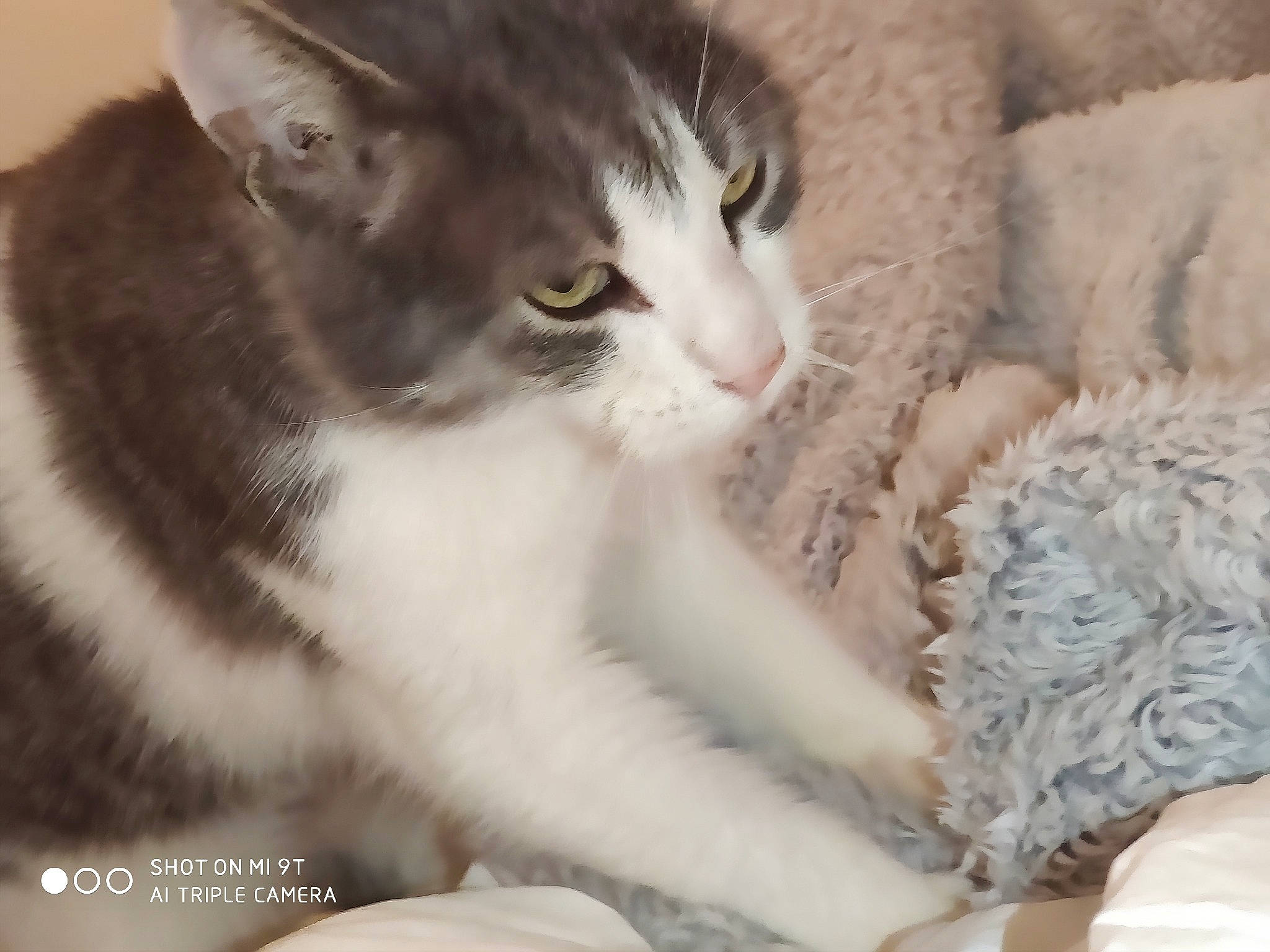 Momote participe au concours pour gagner de l'argent avec cette photo : aegean_cat, american_curl, american_shorthair, american_wirehair, asian, carnivore, cat, domestic_short_haired_cat, dragon_li, european_shorthair, felidae, fur, kitten, mammal, norwegian_forest_cat, polydactyl_cat, small_to_medium_sized_cats, tabby_cat, whiskers