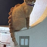Trax is registered to the contest to win money with this photo: cat, costume, curved_wall, dinosaur_costume, domestic_animal, faux_spikes, feline, fur, household, indoor, light_switch, orange_tabby, pet, playful, purple_collar, side_view, sitting, tail, wall, wood_cabinet