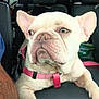 Bella is registered to the contest to win money with this photo: animal, canine, car_interior, close_up, companion, dog, domestic_animal, french_bulldog, leash, looking_away, paws, pet, pet_accessory, pink_harness, relaxed, resting, seat, transportation, vehicle, window