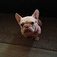 Bella joined the competition — help win amazing prizes! animal, blanket, carpet, companion, couch, cute, dog, domestic, ears_up, floor, french_bulldog, home, indoor, looking_up, pet, pink_harness, portrait, puppy, small_dog, white_dog