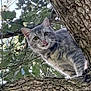 animal, branch, cat, climbing, closeup, curious, daylight, feline, fur, gray_tabby, leaves, mammal, nature, outdoor, pet, spiderweb, tongue_out, tree, whiskers, wildlife