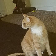 Caeso joined the competition — help win amazing prizes! cat, ginger_cat, white_fur, carpet, vacuum_cleaner, toy, indoor, pet, animal, feline, curious, sitting, side_view, domestic_cat, home, fur, whiskers, paw, floor, quiet