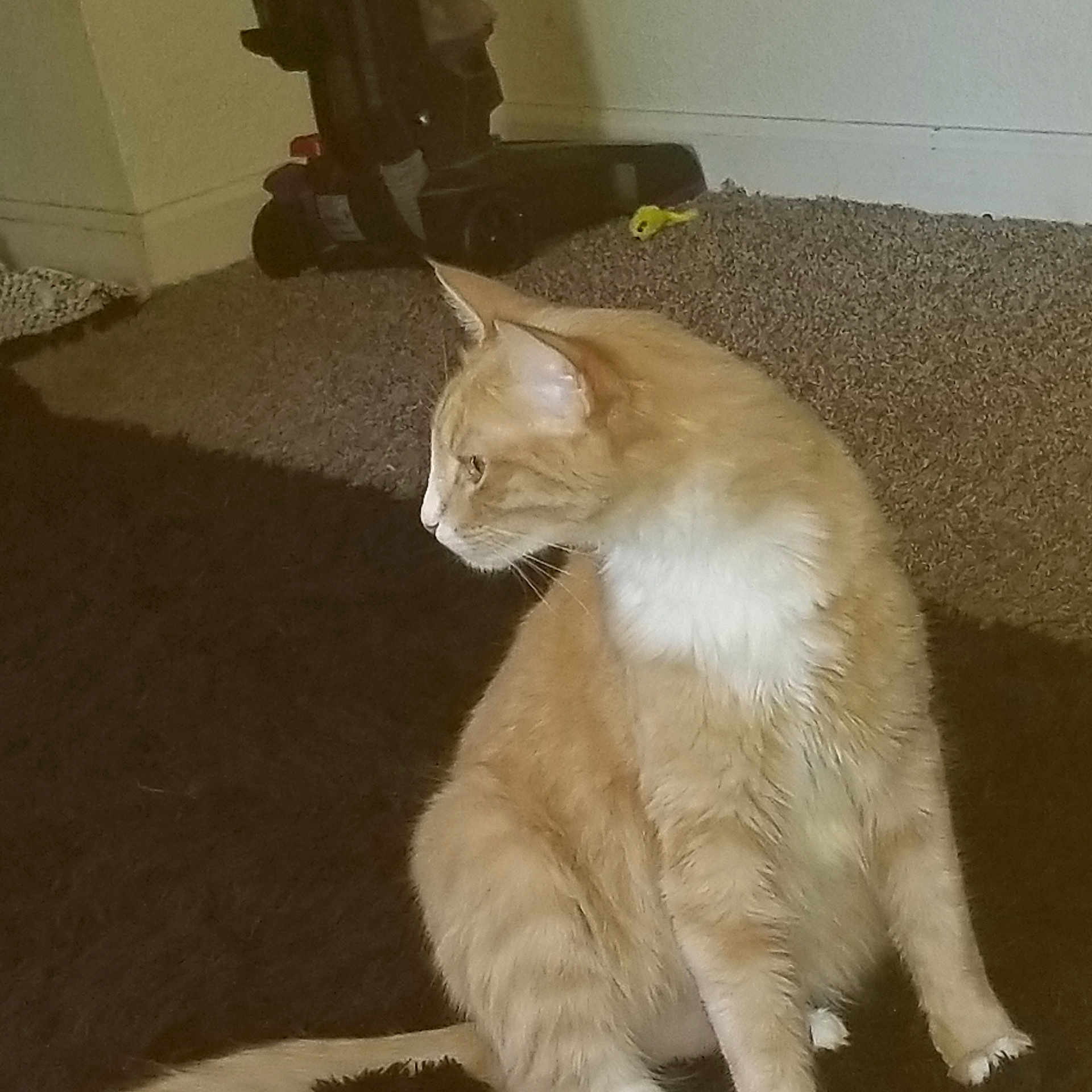 Caeso joined the competition — help win amazing prizes! cat, ginger_cat, white_fur, carpet, vacuum_cleaner, toy, indoor, pet, animal, feline, curious, sitting, side_view, domestic_cat, home, fur, whiskers, paw, floor, quiet