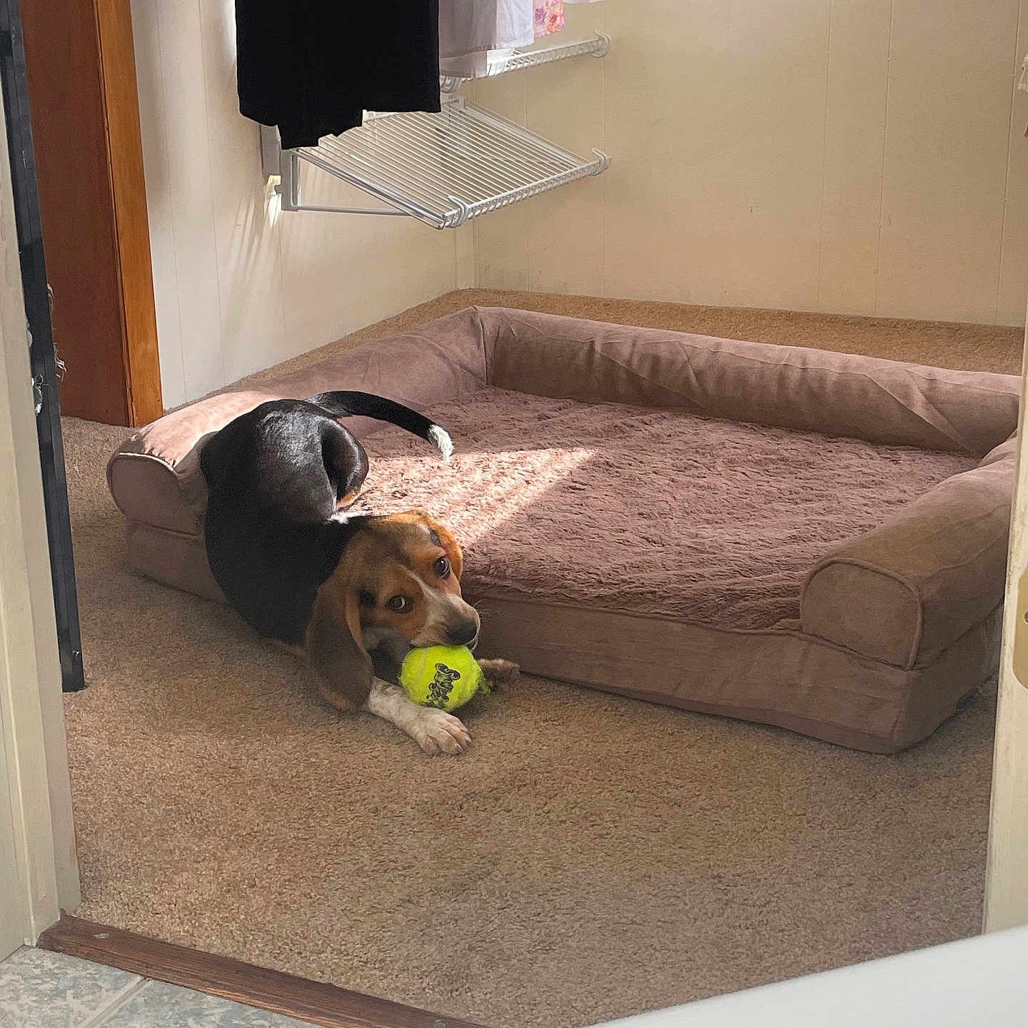Peach joined the competition — help win amazing prizes! animal, ball, canine, dog, dogbed, hound, indoors, interiordesign, pet, puppy, sport, tennis, tennisball