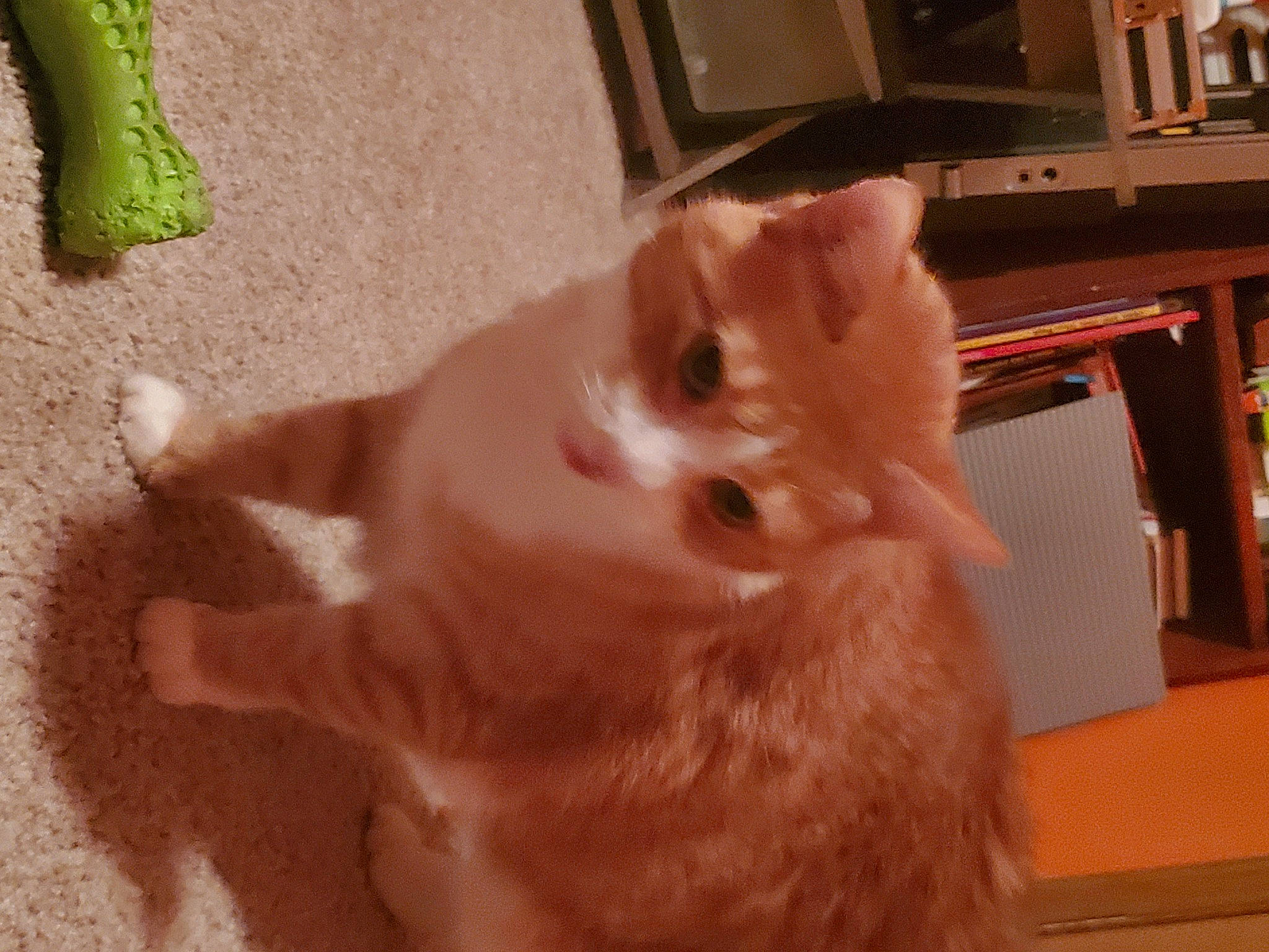 Monk joined the competition — help win amazing prizes! canidae, carnivore, cat, claw, companion_dog, dog_breed, domestic_short_haired_cat, fawn, felidae, flooring, fur, paw, small_to_medium_sized_cats, snout, spitz, sporting_group, tail, whiskers, window, wood