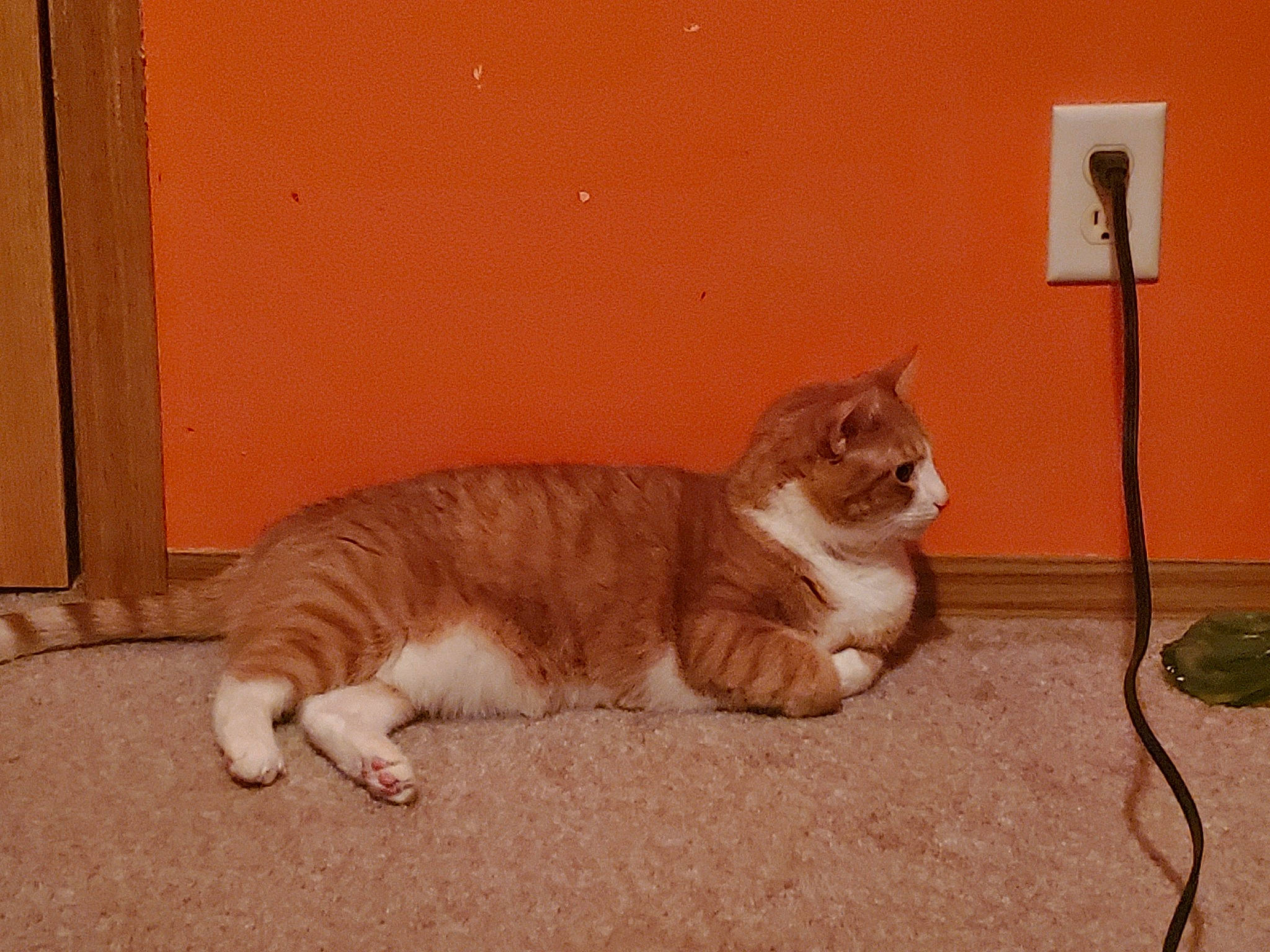 Monk joined the competition — help win amazing prizes! art, brown, carnivore, cat, claw, domestic_short_haired_cat, fawn, felidae, flooring, fur, hardwood, paw, sitting, small_to_medium_sized_cats, snout, tail, terrestrial_animal, whiskers, window, wood