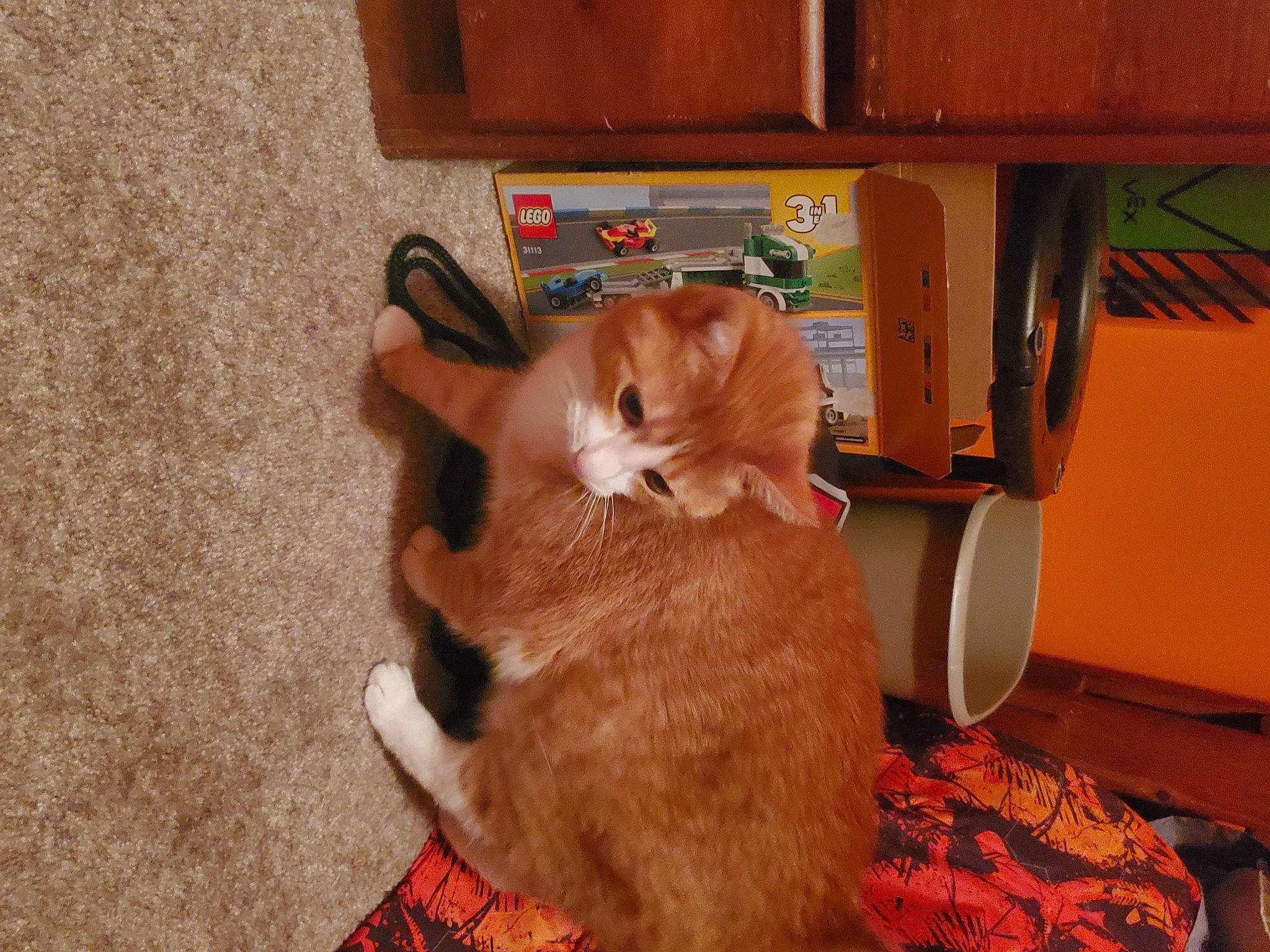 Monk joined the competition — help win amazing prizes! bookcase, carnivore, cat, comfort, companion_dog, dog_breed, domestic_short_haired_cat, fawn, felidae, flooring, fur, hardwood, orange, room, shelf, small_to_medium_sized_cats, sporting_group, tail, whiskers, wood