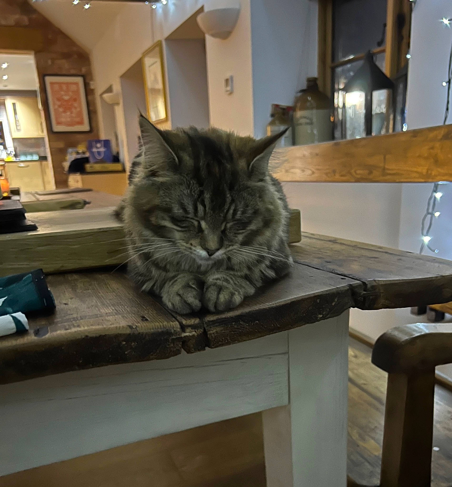 Ana joined the competition — help win amazing prizes! bench, carnivore, cat, comfort, domestic_short_haired_cat, felidae, floor, flooring, fur, grey, hardwood, picture_frame, plant, rectangle, room, small_to_medium_sized_cats, table, tail, whiskers, wood