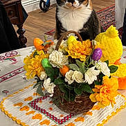 Mariposa joined the competition — help win amazing prizes! cat, calico_cat, flower_basket, yellow_flowers, white_flowers, plush_duck, tablecloth, table, wood_floor, rug, furniture, indoor, decor, pet, curious, animal, household, home, orange, green