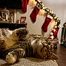 cat, christmas, cozy, cute, festive, fur, furniture, holiday_decorations, home, indoor, lights, living_room, lying_down, paws, pet, relaxed, soft_surface, stockings, tabby, whiskers