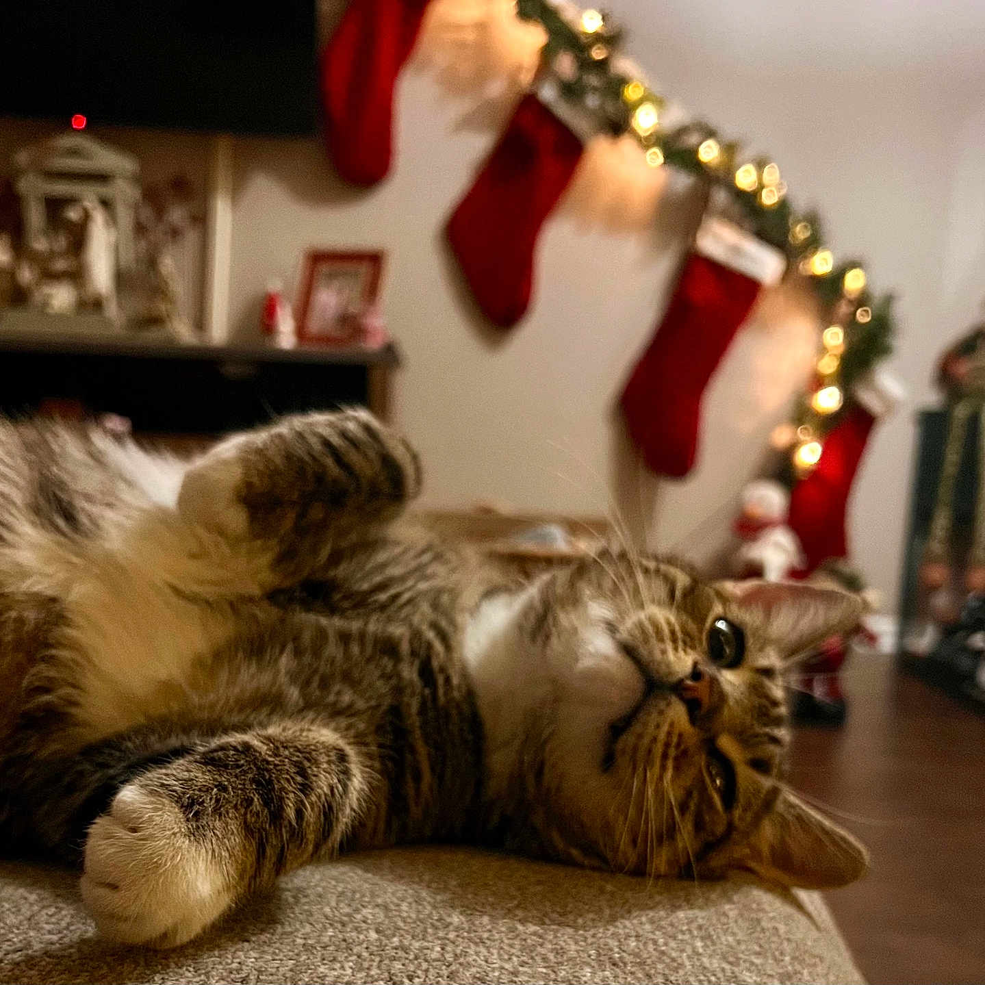 Maxwell joined the competition — help win amazing prizes! cat, christmas, cozy, cute, festive, fur, furniture, holiday_decorations, home, indoor, lights, living_room, lying_down, paws, pet, relaxed, soft_surface, stockings, tabby, whiskers