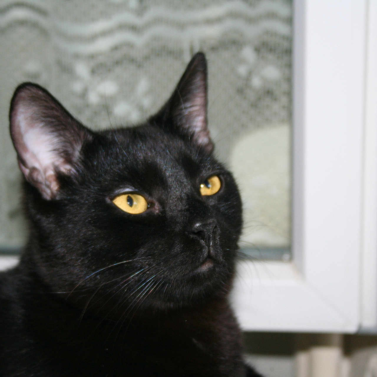 Yoda participe au concours pour gagner de l'argent avec cette photo : animal, background, black_cat, cat, close_up, curtain, domestic, ears, face, fur, house, indoor, looking_away, mammal, pet, quiet, thoughtful, whiskers, window, yellow_eyes
