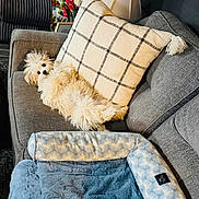 Bodi joined the competition — help win amazing prizes! blanket, blue, couch, cozy, cute, dog, domestic_animal, fluffy, fur, furniture, gray, home, indoor, lamp, living_room, pet_bed, pillow, relaxing, resting, small_dog
