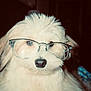 Bodi joined the competition — help win amazing prizes! adorable, animal, closeup, cute, dog, domestic_animal, eyes, face, fluffy, furry, glasses, headshot, indoor, looking, mammal, nose, pet, portrait, wearing_glasses, white_fur