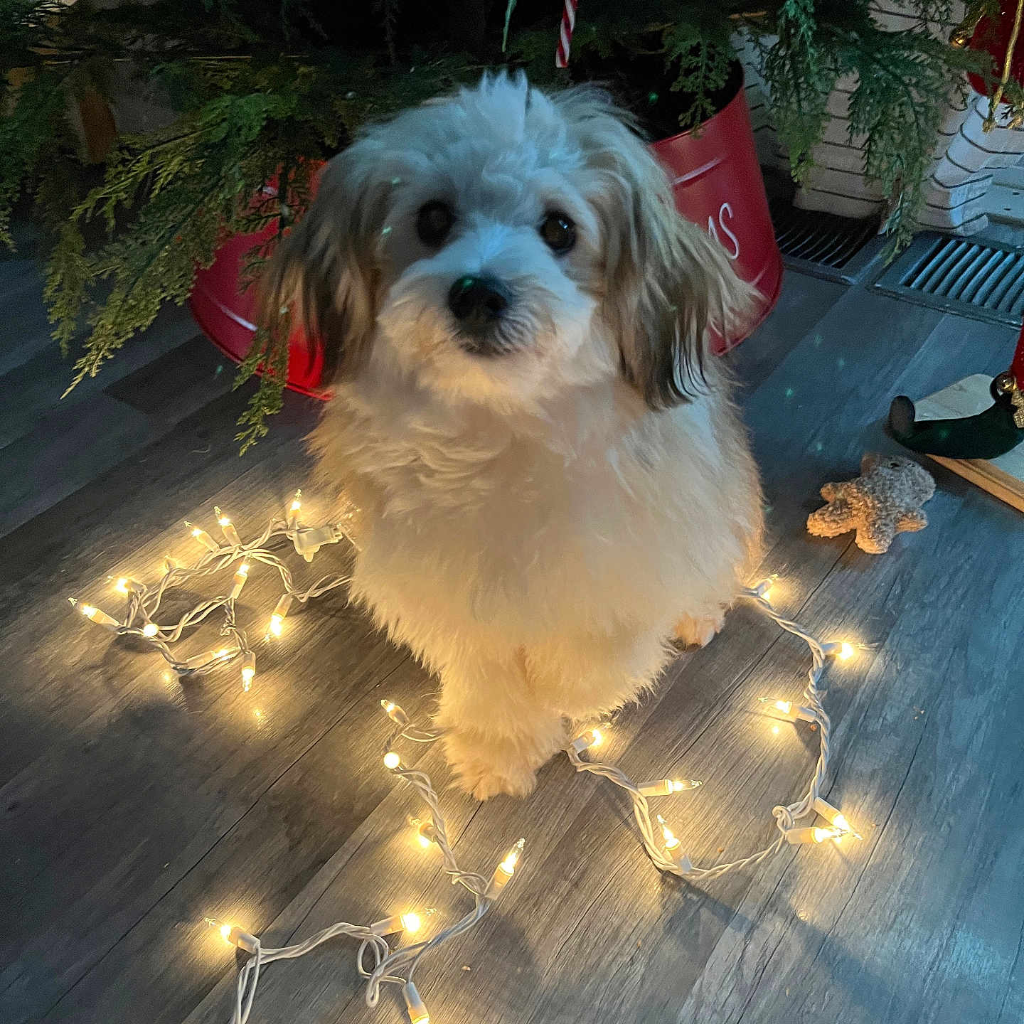 Bodi is registered to the contest to win money with this photo: adorable, animal, christmas_lights, companion, cozy, cute, decorative_lights, dog, festive, flooring, fluffy, greenery, holiday_decor, indoor, pet, plant, plush_toy, red_pot, small_dog, wooden_floor
