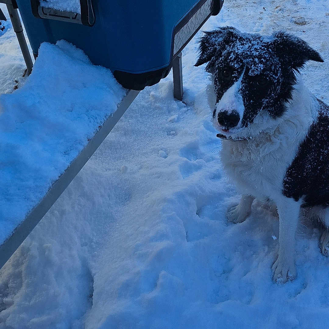 Jules joined the competition — help win amazing prizes! animal, bench, black_and_white, canine, cold, cooler, curious, daylight, dog, fur, igloo, nature, outdoor, paw, pet, sidewalk, sitting, snow, snow_covered, winter