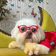 Maxx is registered to the contest to win money with this photo: animal, butterfly_wall_decals, cozy, crescent_moon_chair, cute, decor, dog, expression, fluffy, furniture, glasses, indoor, pet, portrait, red_clothing, red_glasses, sitting, whimsical, white_dog, yellow_chair