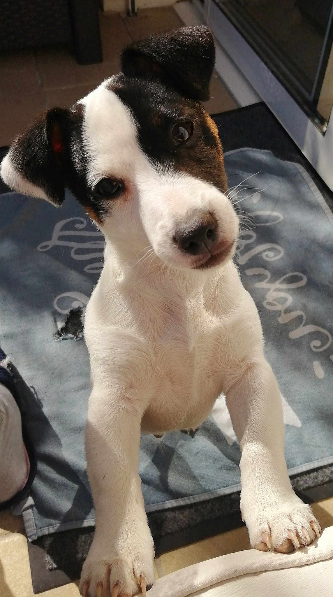 Toy