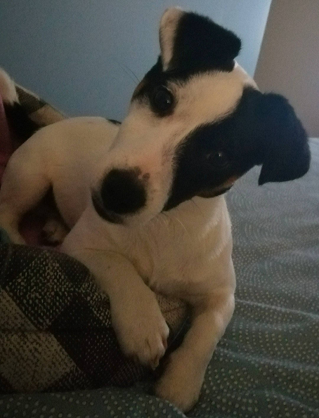 Toy a rejoint le concours — aidez-le/la à gagner de superbes lots ! canidae, carnivore, collar, comfort, companion_dog, dog, dog_breed, dog_collar, fawn, fur, non_sporting_group, paw, snout, sporting_group, tail, terrestrial_animal, whiskers, working_animal