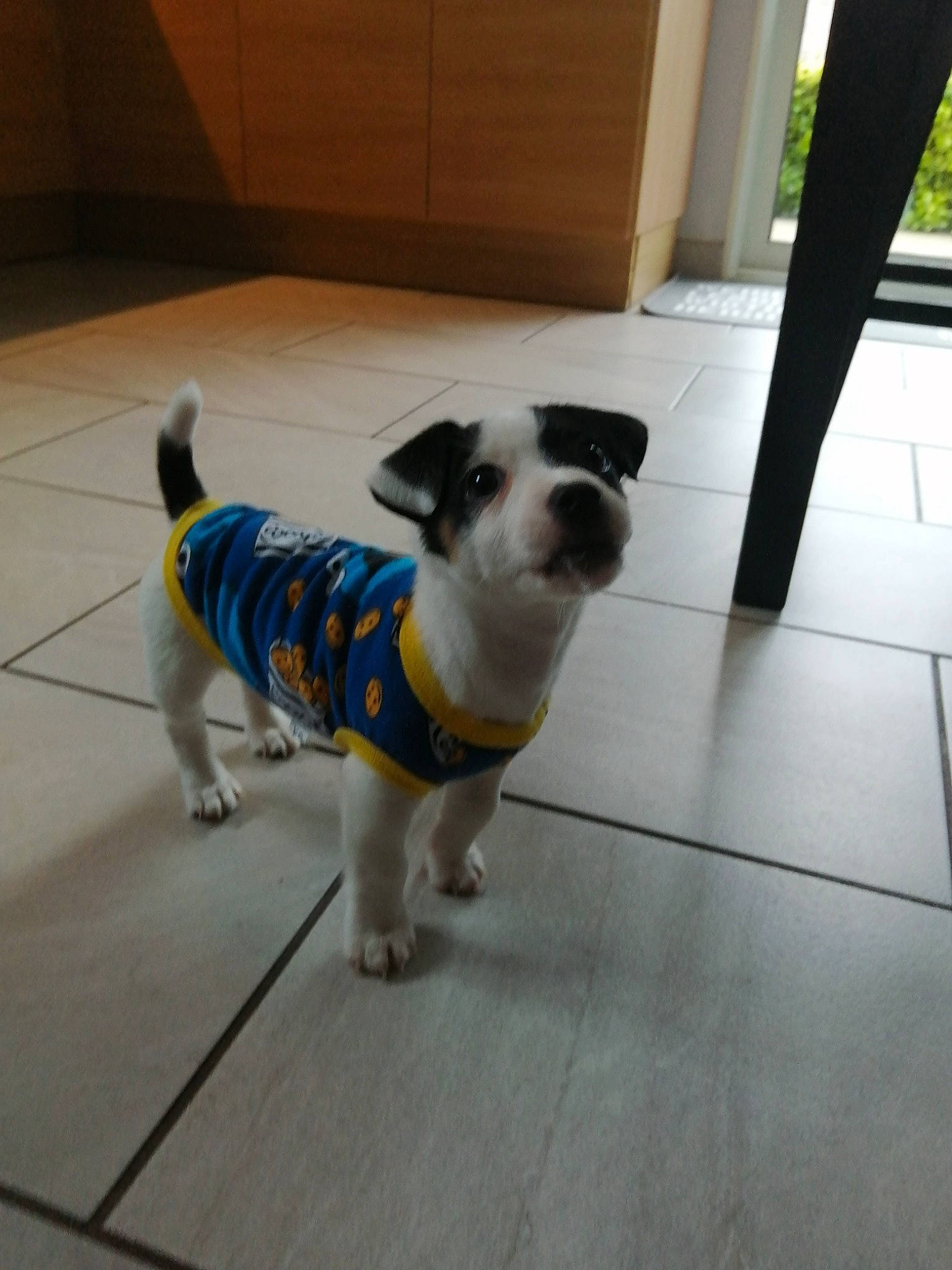 Toy participe au concours pour gagner de l'argent avec cette photo : carnivore, collar, companion_dog, dog, dog_breed, dog_clothes, dog_collar, dog_supply, electric_blue, fawn, floor, flooring, fur, leash, paw, pet_supply, small_terrier, tail, toy_dog, working_animal