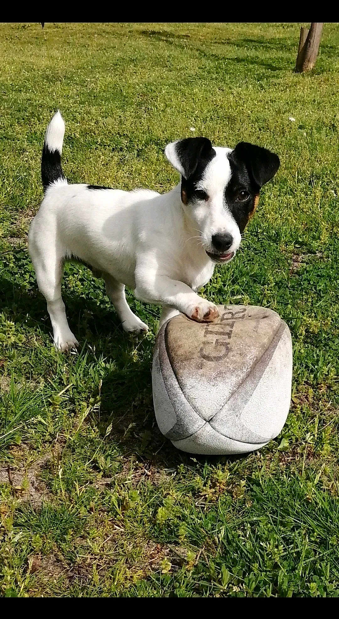 Toy