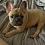 dog, puppy, french_bulldog, pet, indoor, blanket, bed, cozy, ears, big_eyes, snout, paws, fur, looking_at_camera, beige, texture, portrait, companion, human_leg, floor