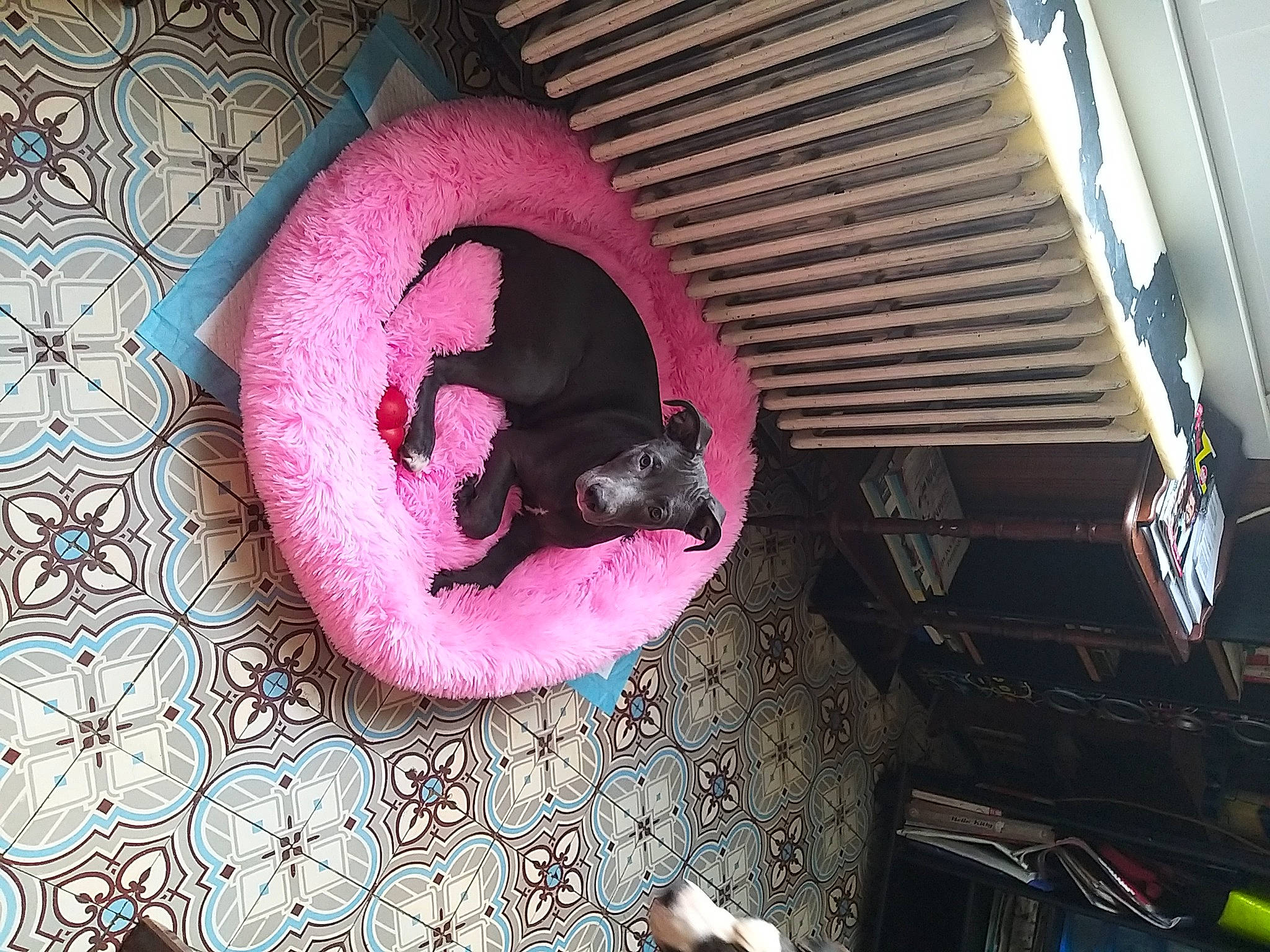 Roxy participe au concours pour gagner de l'argent avec cette photo : canidae, carmine, carnivore, cat_supply, comfort, companion_dog, dog, dog_breed, dog_supply, fawn, felidae, magenta, pet_supply, pink, purple, small_to_medium_sized_cats, snout, sporting_group, tail, whiskers