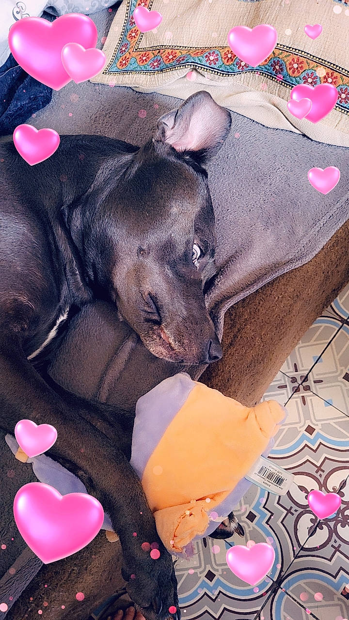 Roxy a rejoint le concours — aidez-le/la à gagner de superbes lots ! canidae, carnivore, collar, comfort, companion_dog, dog, dog_breed, dog_supply, fashion_accessory, fawn, guard_dog, liver, magenta, pattern, pet_supply, pink, purple, snout, sporting_group, working_animal