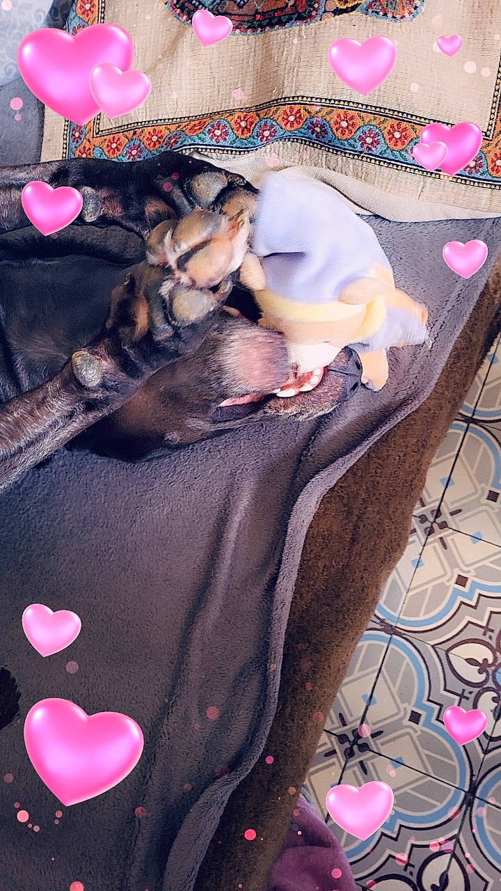 Roxy a rejoint le concours — aidez-le/la à gagner de superbes lots ! comfort, companion_dog, fashion_accessory, fawn, felidae, font, fur, linens, magenta, pattern, pink, purple, room, small_to_medium_sized_cats, stuffed_toy, table, tail, textile, toy, white