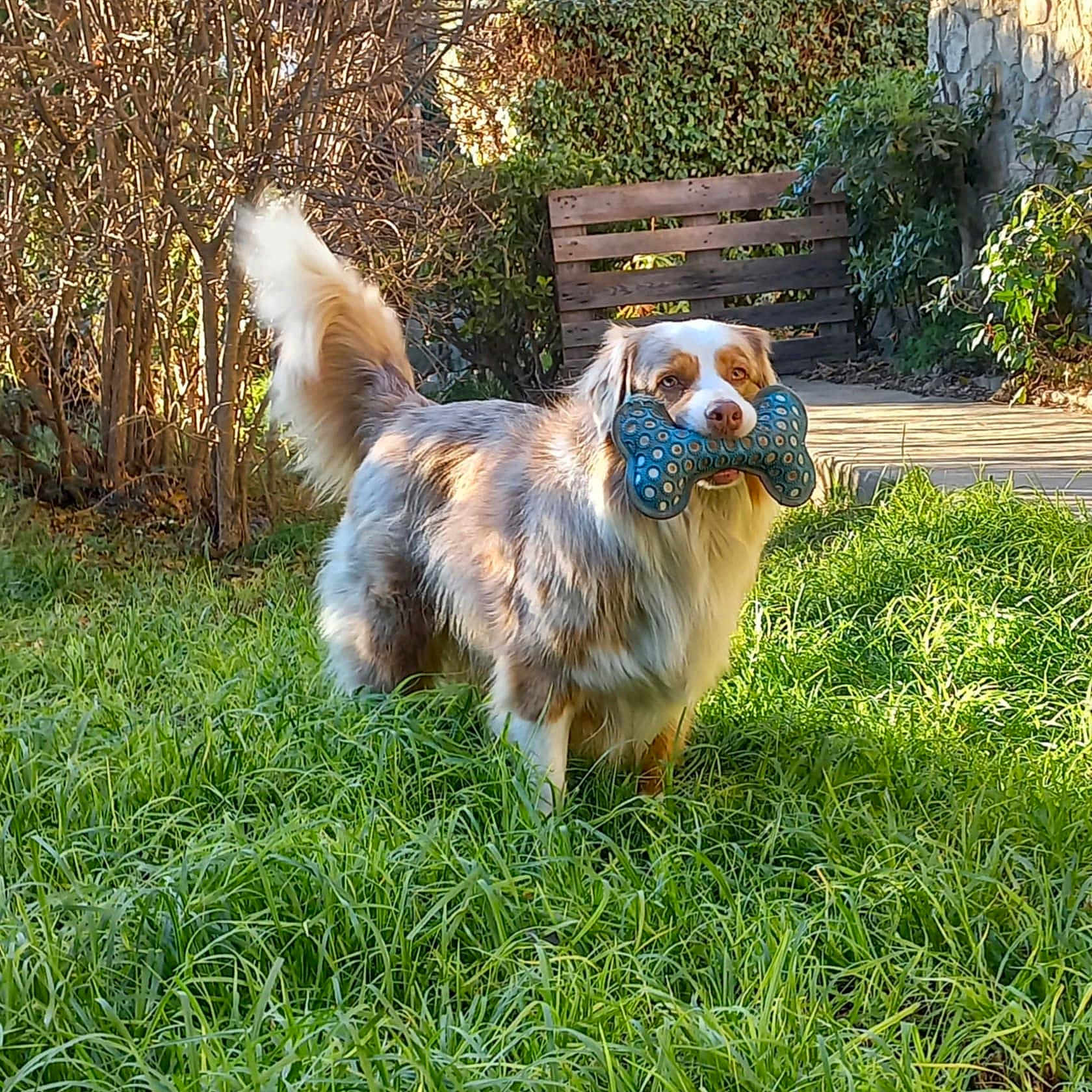 Praline a rejoint le concours — aidez-le/la à gagner de superbes lots ! accessories, animal, backyard, bench, canine, dog, furniture, grass, land, lawn, nature, outdoors, park, pet, plant, puppy, tree, vegetation, woodland, yard