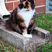 Molly is registered to the contest to win money with this photo: cat, calico, fluffy, animal, pet, outdoor, grass, concrete, brick_wall, yellow_eyes, feline, sitting, fur, whiskers, nature, daylight, domestic_animal, quiet, still_life, portrait