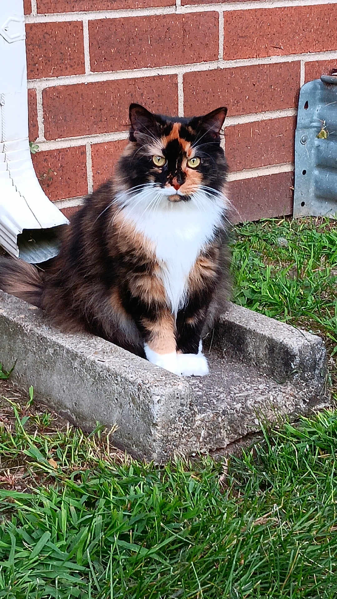 Molly
