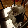 abyssinian, animal, architecture, armchair, building, cat, chair, computer, couch, electronics, furniture, hardwood, indoors, kitten, laptop, livingroom, pc, pet, plywood, wood