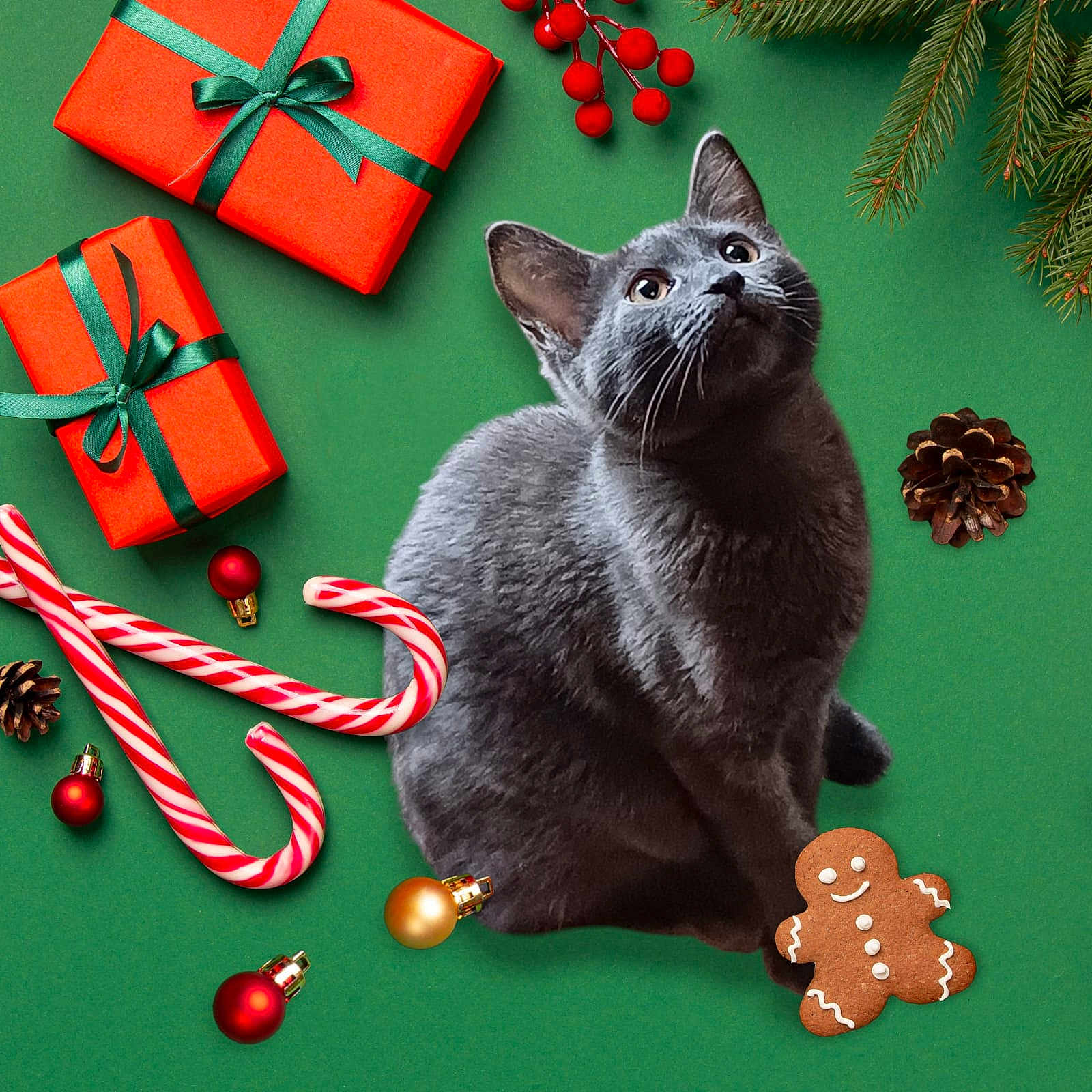 Ty Breizh participe au concours pour gagner de l'argent avec cette photo : abyssinian, accessories, animal, cat, christmas, christmasdecorations, cookie, elf, envelope, festival, food, gift, gingerbread, greetingcard, kitten, mail, manx, ornament, pet, sweets