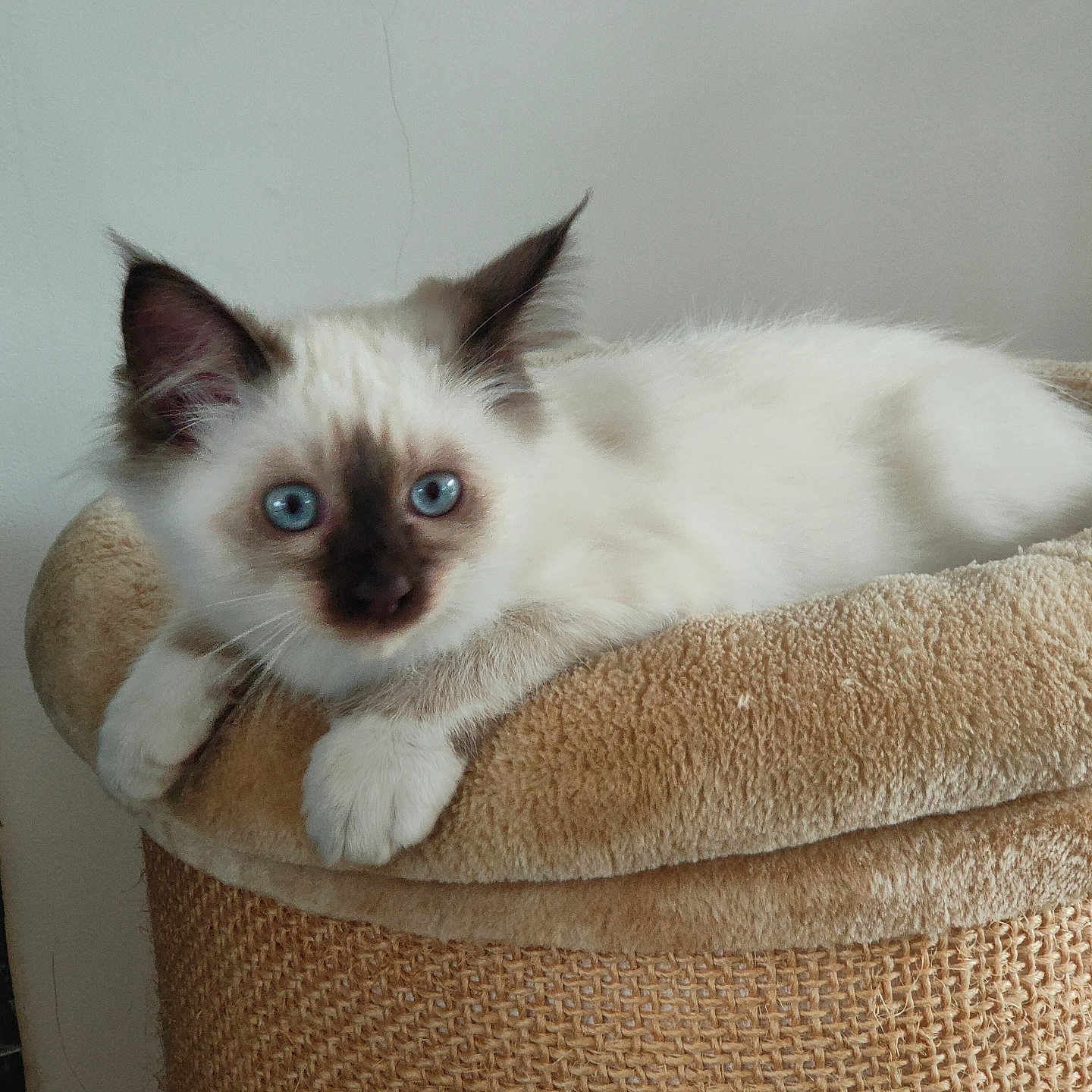 Aloha a rejoint le concours — aidez-le/la à gagner de superbes lots ! animal, bed, blue_eyes, cat, cozy, curious, cute, ears, feline, fluffy, fur, indoor, kitten, paws, pet, relaxed, resting, soft, whiskers, young